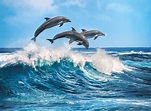 🔥🔥🔥🔥🔥Swim with wild dolphins on the west side of Oahu with ...