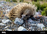 Top 35+ Hedgehog like animal aka spiny anteater - Merkantilaklubben.org
