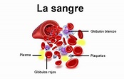 La composición de la sangre: el plasma, glóbulos rojos y blancos ...