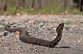 10 Fastest Snakes in the World: Moving & Striking Speed - Wildlife ...