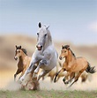 Mustangs: Facts About America's Wild Horses | Live Science