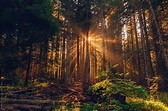 "Early Morning In The Pine Forest. Sun Shining Through The Treetop" by ...