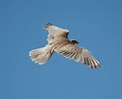 About the Saker Falcon