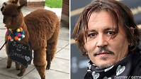 Johnny Depp Fan Brings Two Emotional Support Alpacas To Court To Help ...