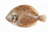 All Fresh Fish: Brill - Whole