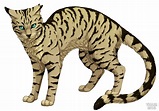 Longtail | Warrior Cats Wiki | Fandom