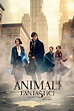 Animali fantastici 1: dove trovarli - Streaming FULL HD ITA - LORDCHANNEL