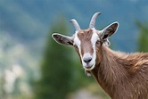 How Long Do Boer Goats Live? - Boer Goat Profits Guide