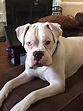 So handsome💗 | White boxer dogs, Boxer breed, Boxer dogs