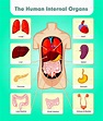 The Human Internal Organs Human Body Science, Human Body Activities ...