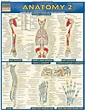 Anatomy 2 by BarCharts | eBook | Barnes & Noble®