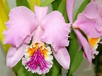 Cattleya Flower Colombiana Meaning | Orchid Flowers