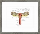 Female Genital System Photograph by Asklepios Medical Atlas