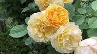 Graham Thomas Rose - World's Best Rose ? - YouTube