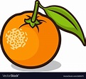 Orange Royalty Free Vector Image - VectorStock | Naranja dibujo ...