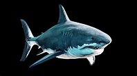 modelo 3d Gran tiburón blanco - TurboSquid 1693179