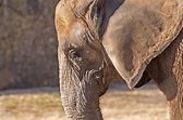 Elephant Memory | Elephant, Memories, Animals