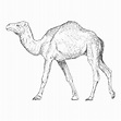 Ilustración de camello, diseño dibujado a mano. | Vector Premium