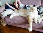 Maine Coon: saiba tudo sobre o maior gato do mundo