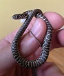 6 Fact About Rattlesnake and Their Babies | Baby snakes, Snake images ...