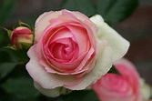 Eden Rose kaufen | Rosen Frisch aus der Baumschule