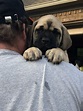 English Mastiff Puppies For Sale | Ellijay, GA #297895