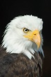 White Eagle Photo, Bald White Eagle, #30215