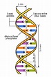 Cours de SVT 2de - Universalité de l'ADN - Maxicours.com