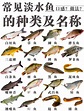 常見淡水魚的種類及名稱