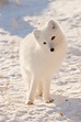 Magnificent Arctic Foxes of Manitoba | Steve and Marian Uffman Nature ...