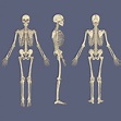 Menschliches Skelett Diagramm Vektor 640195 Vektor Kunst bei Vecteezy