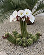 Lista 98+ Foto Fotos De Cactus Con Flores Y Sus Nombres Mirada Tensa