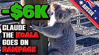 Rabid Koala Rampage - Trees Missing, Koala Drunk on Leaves - YouTube