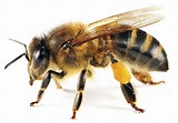 Tipos de abeja