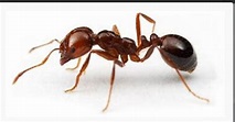 狠媽冷眼放任…雙胞胎被「紅火蟻」爬滿身 遭猛啃險喪命 | 國際 | 三立新聞網 SETN.COM