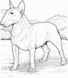 Pitbull Coloring Pages Printable - Coloring Home