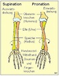 Anatomy: Elle - Speiche