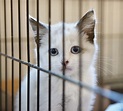Ein neues Zuhause für Katzen aus dem Tierheim | Cat’s Best
