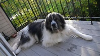 Newfoundland Great Pyrenees Mix Breed information