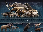 Megafauna Extinction – Tracing Origins