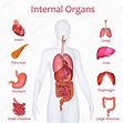 Top 100+ Imagenes del organos del cuerpo humano - Smartindustry.mx