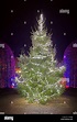 “La mejor época del año” Un impresionante Árbol de Navidad brilla en ...