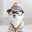 Conoce a Toby el perro mas hipster de Instagram - CharHadas