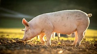 La viande de porc biologique | QuébecBio
