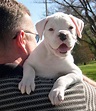 White Boxer Puppy Free Photo Download | FreeImages