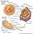 cell | Definition, Types, Functions, Diagram, Division, Theory, & Facts ...