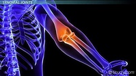 Joints in the Body: Structures & Types | What is a Joint in the Body ...