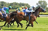 Course hippique du jour, Quinté+ Quinté de demain - Prono Jo