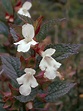 Flower Gallery :: Lamiaceae :: 164_03