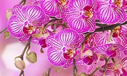 Introducir 30+ imagen imagenes orquideas hermosas - Viaterra.mx